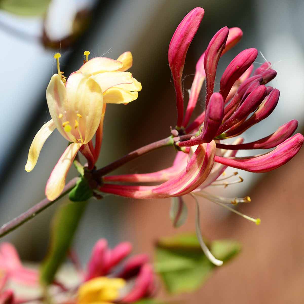 Lonicera (Caprifoglio) in varietà