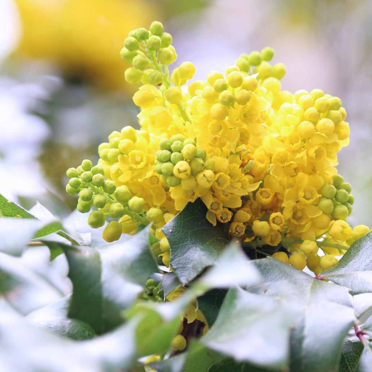 Mahonia in varietà