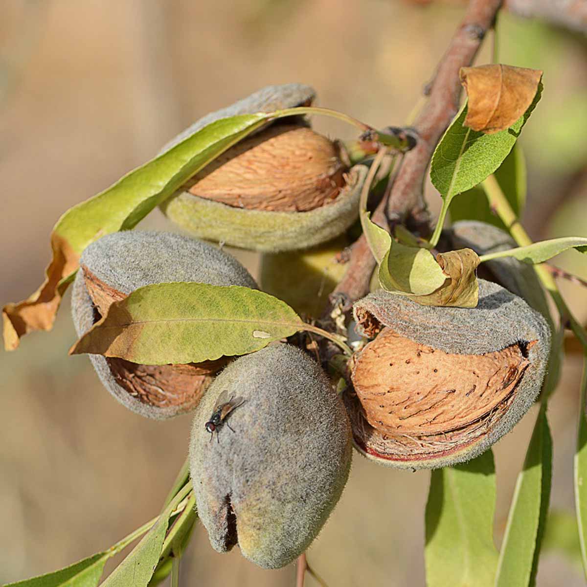 Mandorlo in varietà