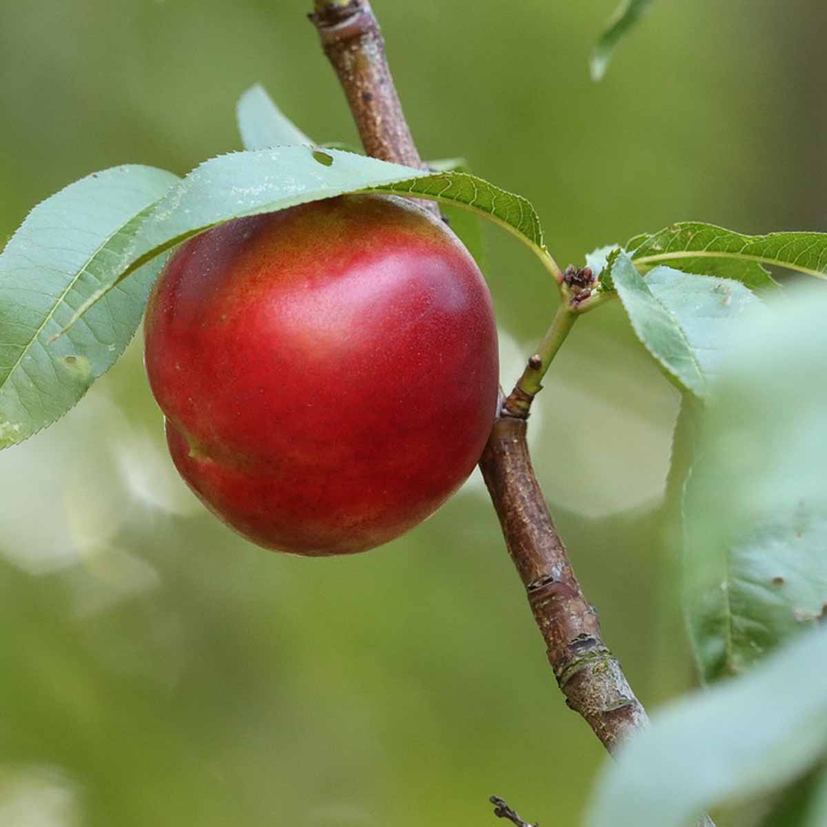 Nettarina in varietà