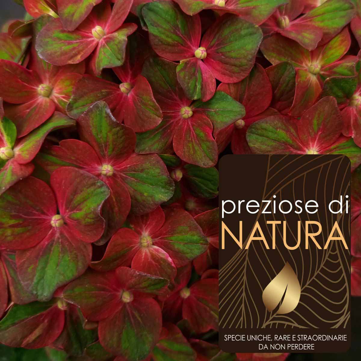 Preziose di Natura – Ortensia Macrophylla “Chocolate Everbells”