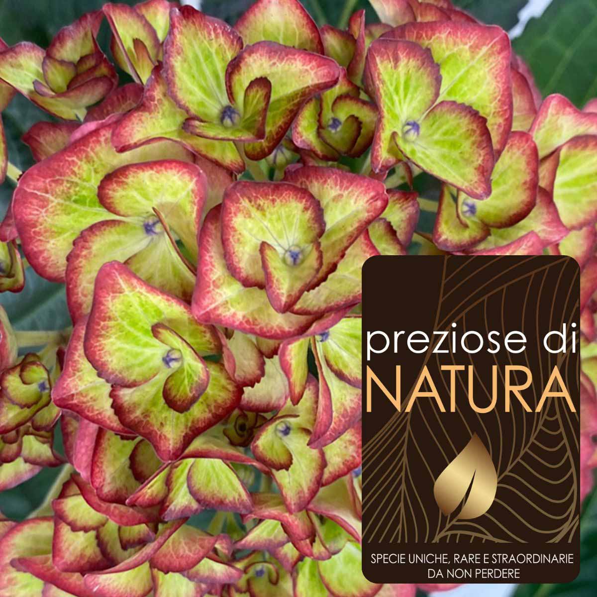 Preziose di Natura – Ortensia Macrophylla “Hi Moon”