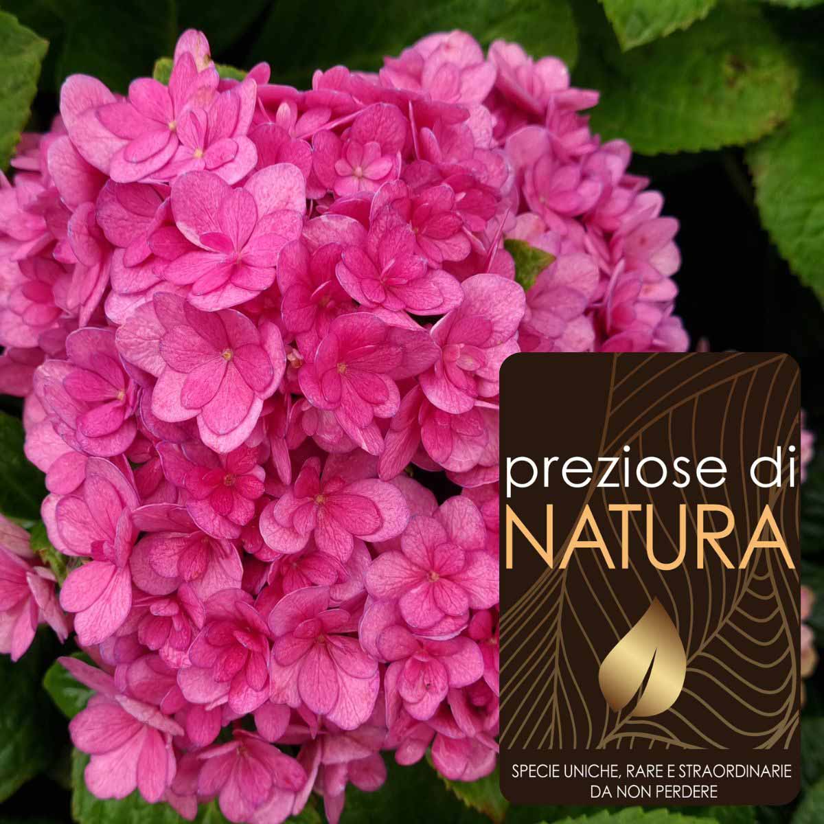 Preziose di Natura – Ortensia Macrophylla “Stellar Rose”