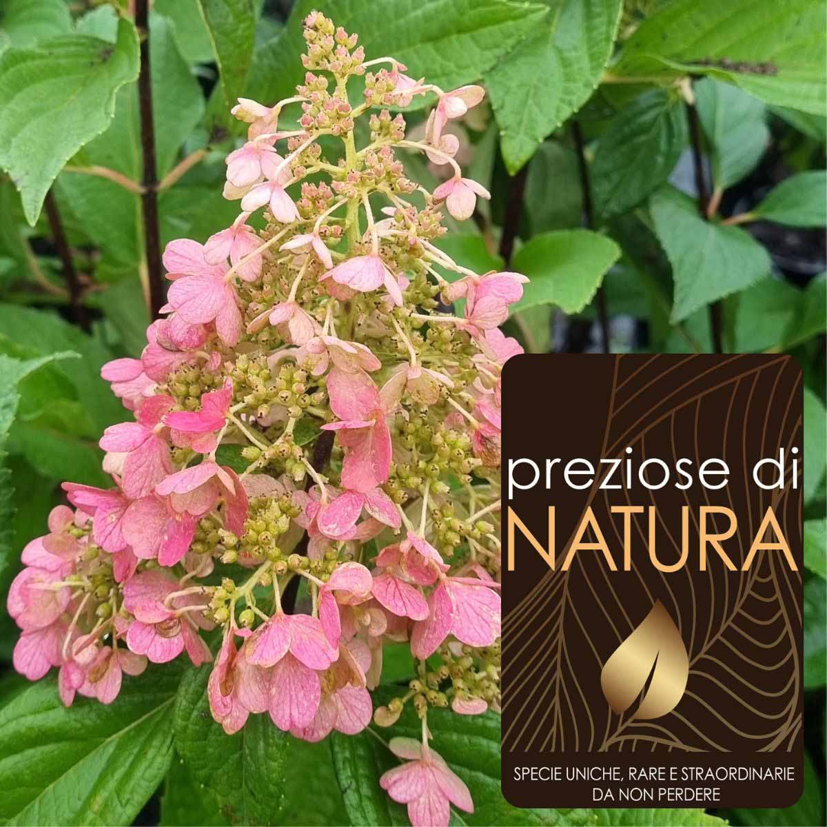 Preziose di Natura – Ortensia Paniculata “Pink Winky “