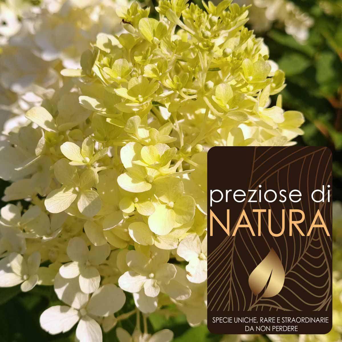 Preziose di Natura – Ortensia Paniculata “Skyfall”