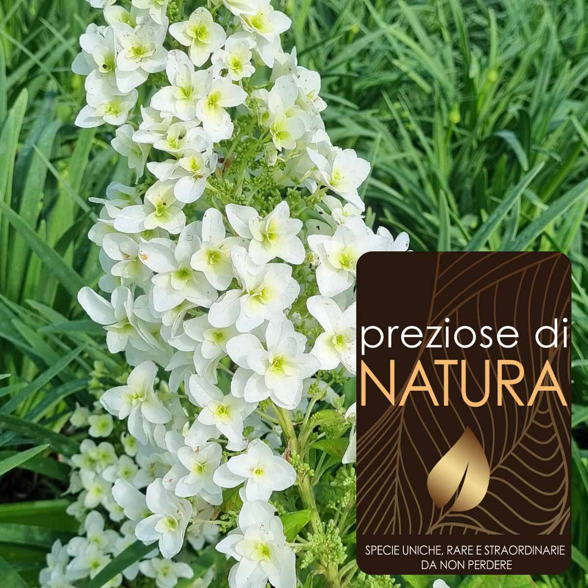 Preziose di Natura – Ortensia Quercifolia “Snowflake”