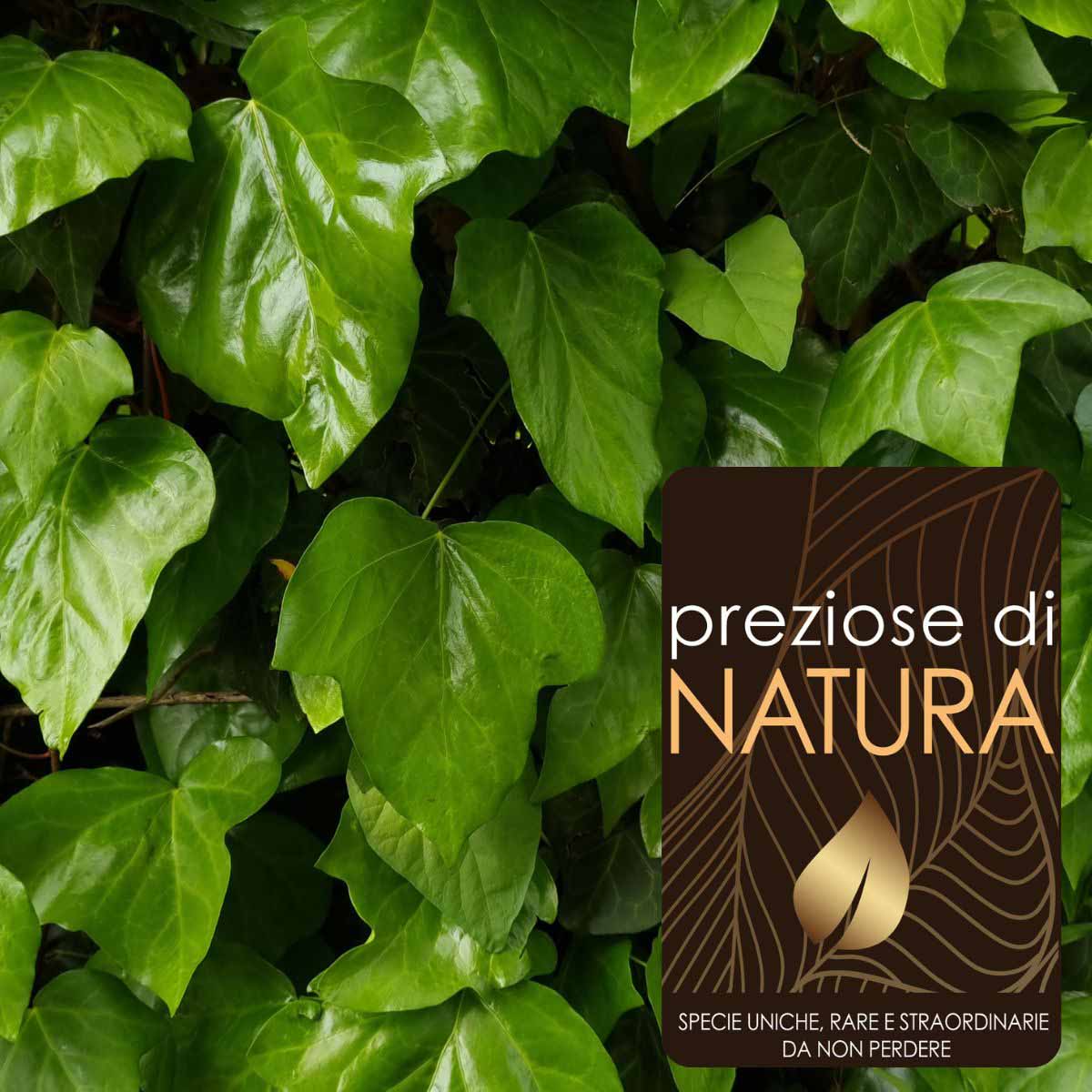 Preziose di Natura – Herdera Algeriensis