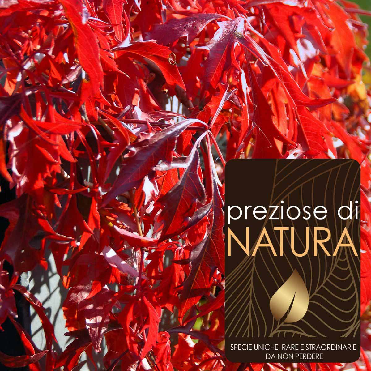 Preziose di Natura – Parthenocissus Quinquefolia “Kirigami”