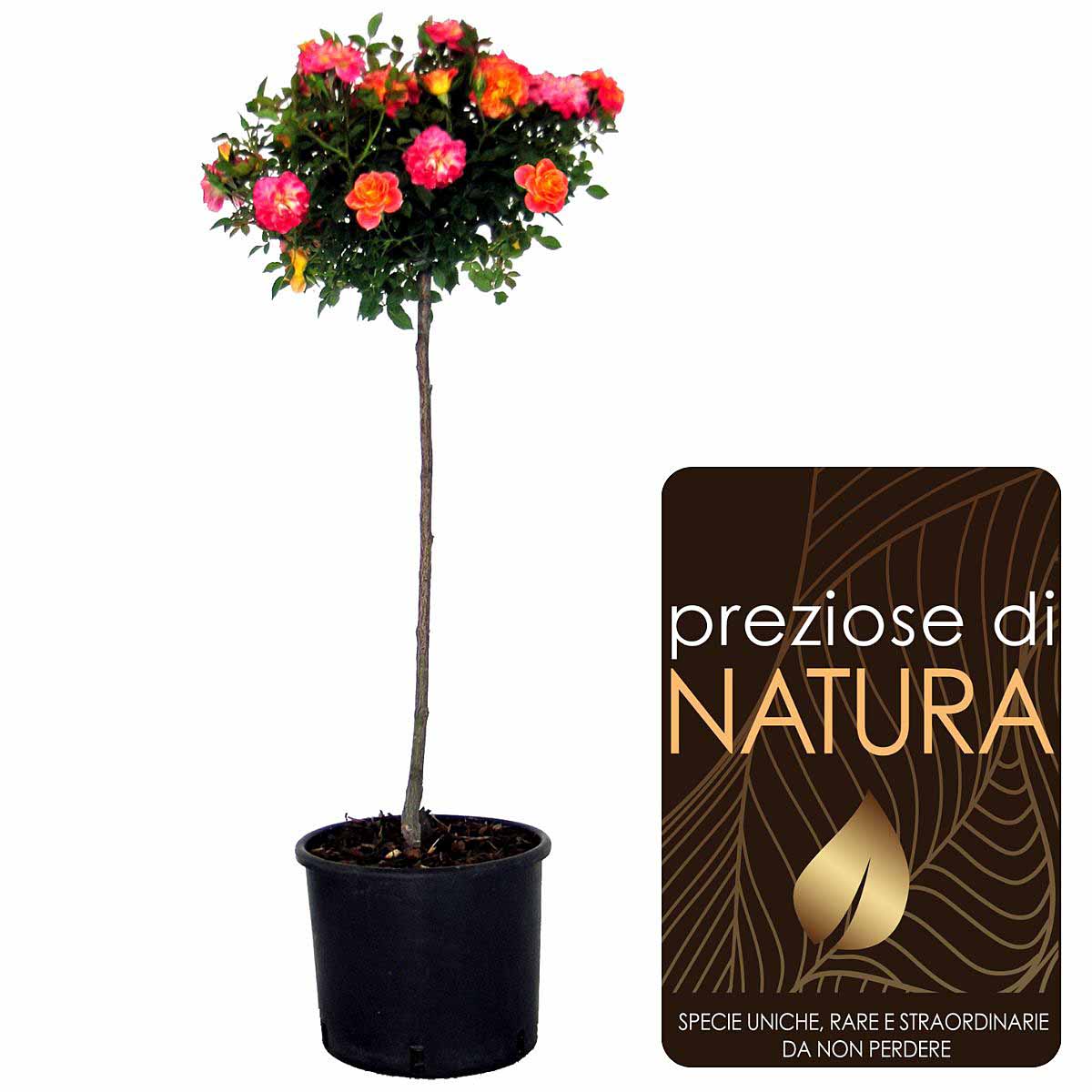 Preziose di Natura – Rose ad Alberello