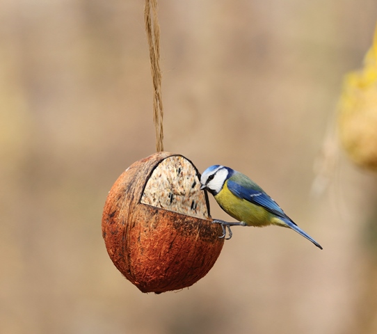 Noce di cocco riempita con grasso