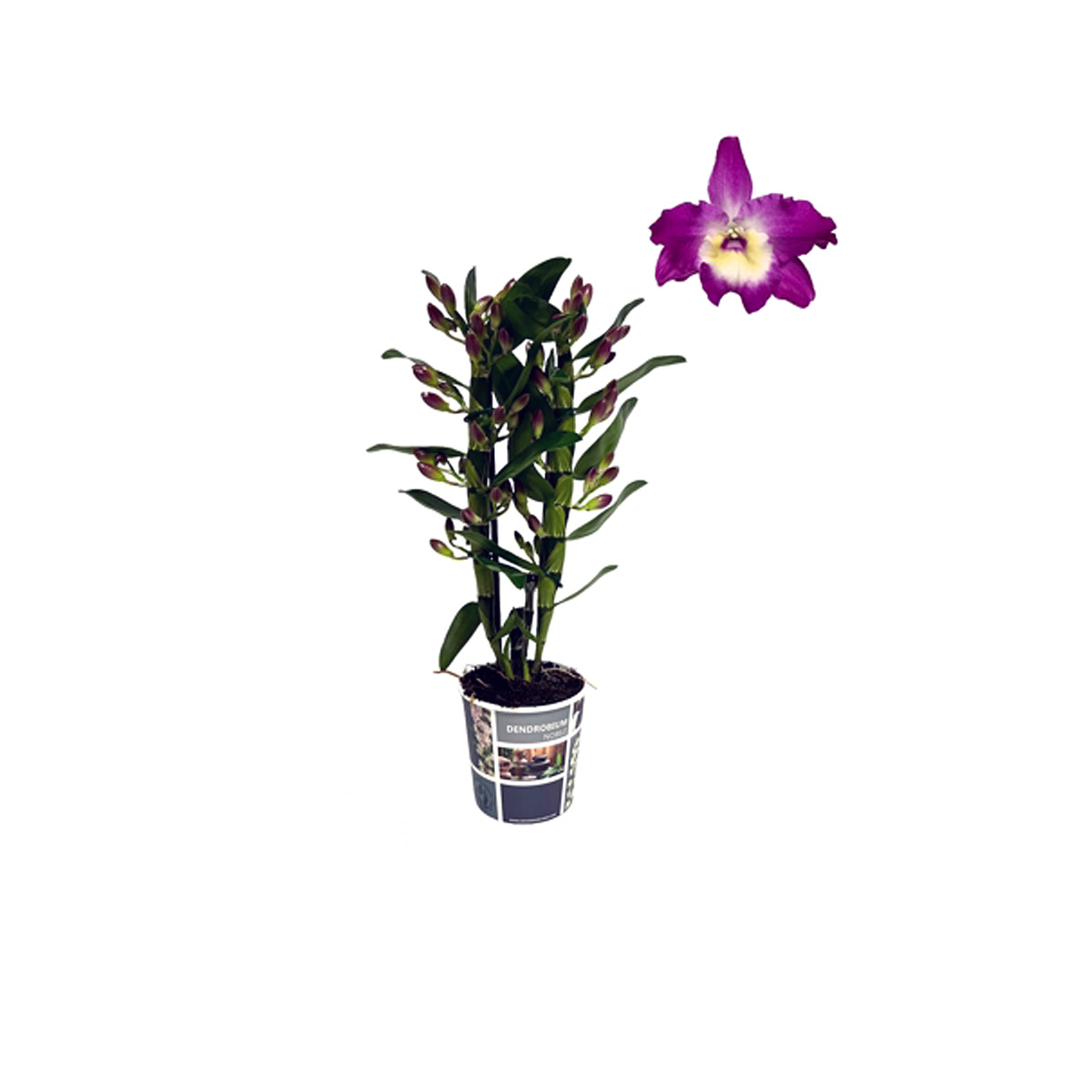 Orchidea Dendrobium Bouquet Purple Rain