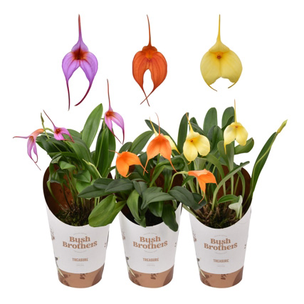 Orchidea Masdevallia