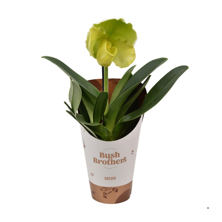 Orchidea Paphiopedilum Green