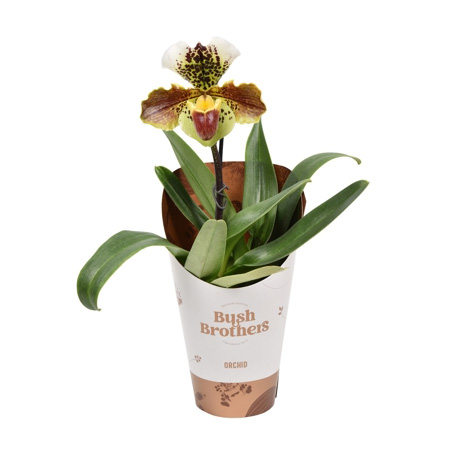 Orchidea Paphiopedilum Usa