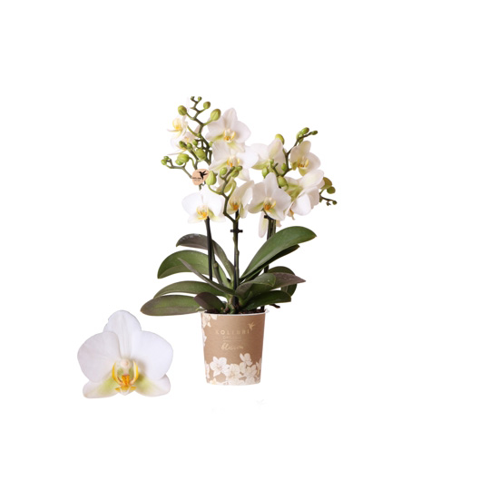 Orchidea Phalaenopsis ‘Anthura’ in varietà