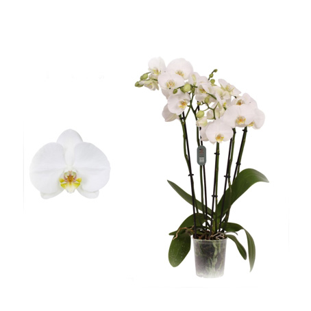 Orchidea Phalaenopsis “Nottingham” a 5 rami