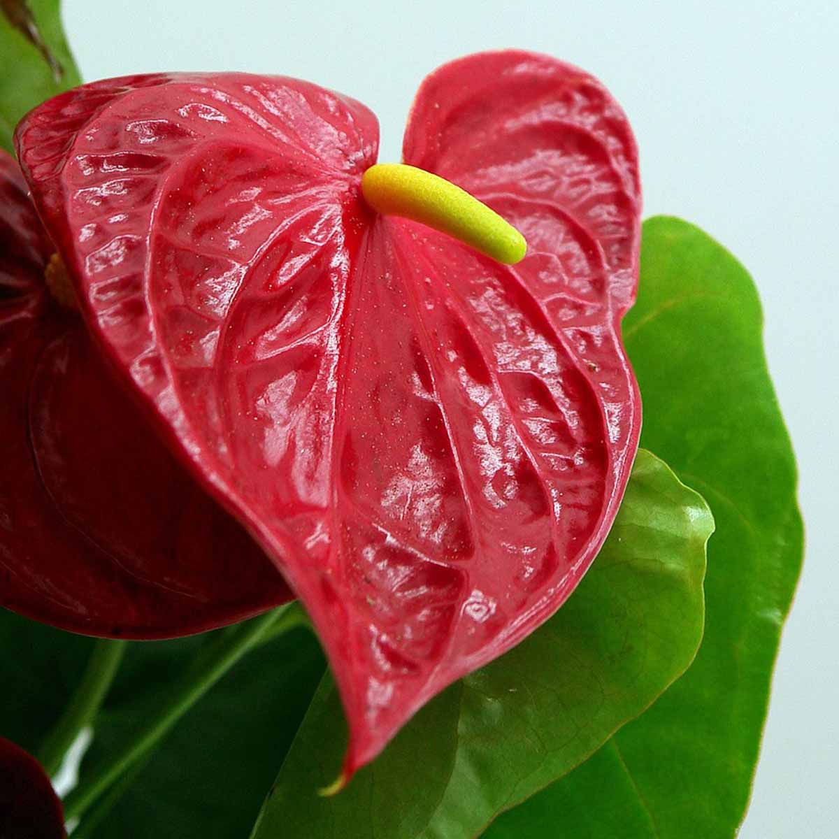 Anthurium Red Champion