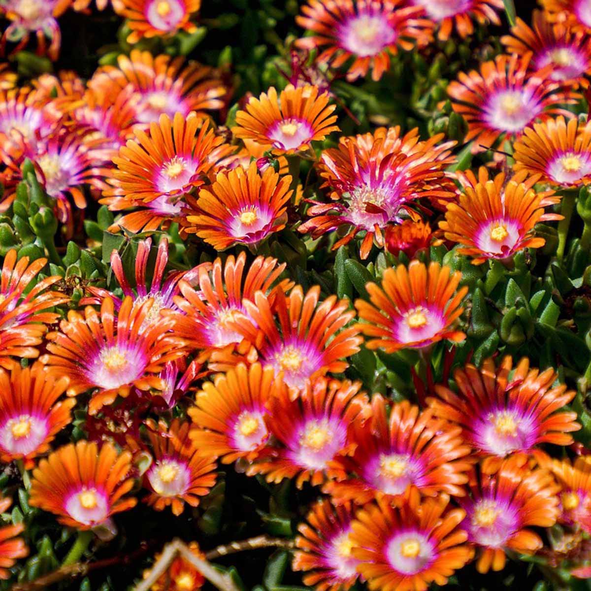 Delosperma Mix Extra