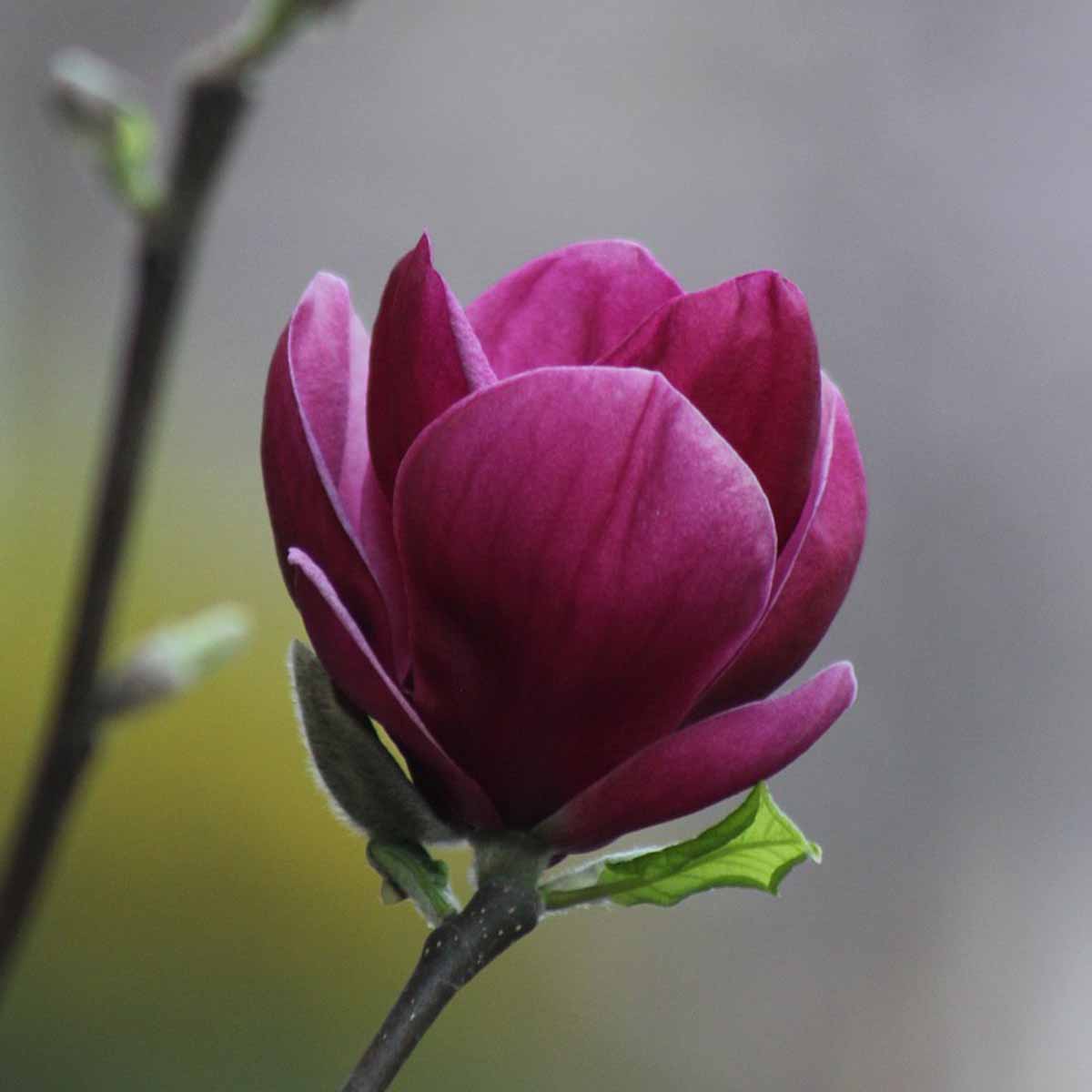 Magnolia Genie