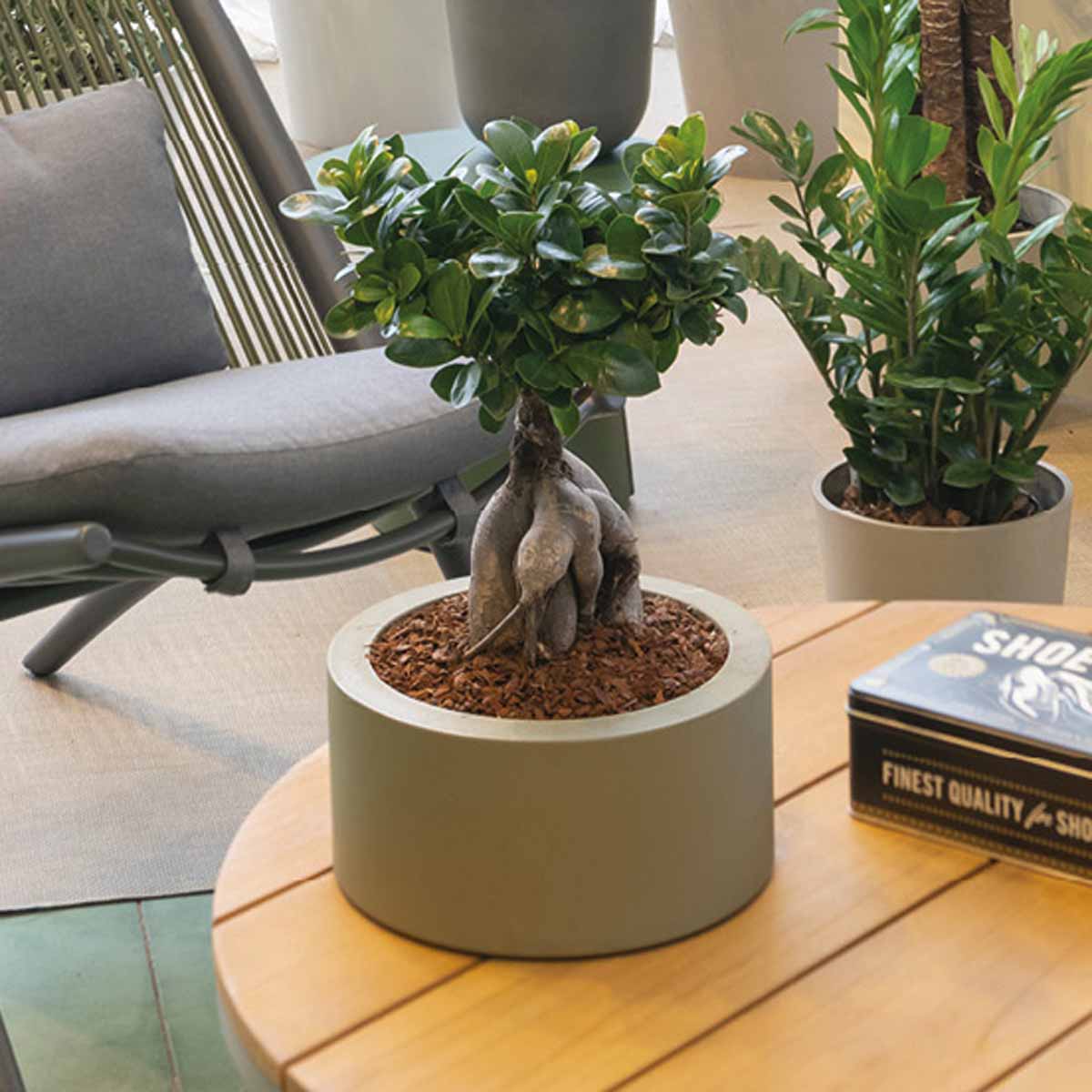 Bonsai Ficus Ginseng  in vaso d’arredo