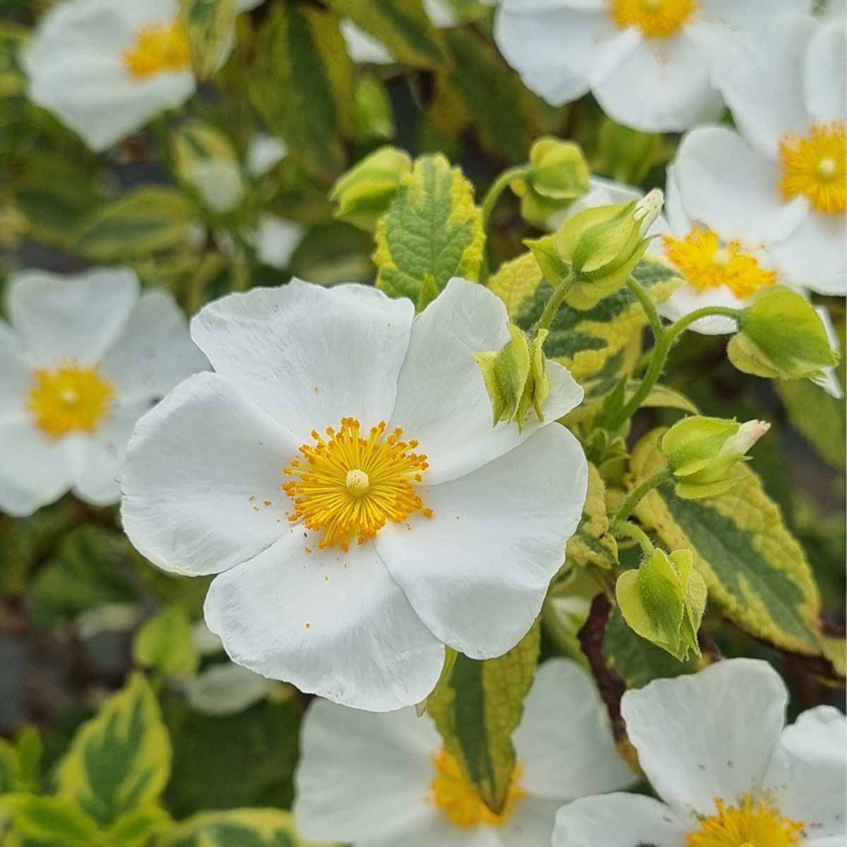 Cistus corbariensis “Little Miss Sunshine”