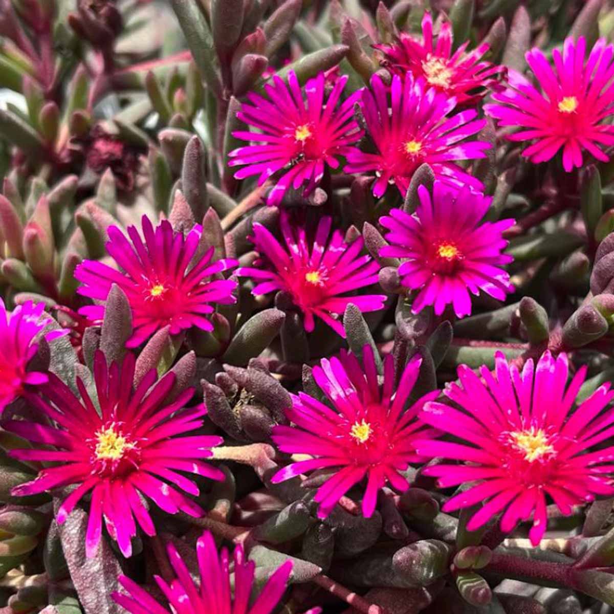 Delosperma “Desert Dancer Purple”