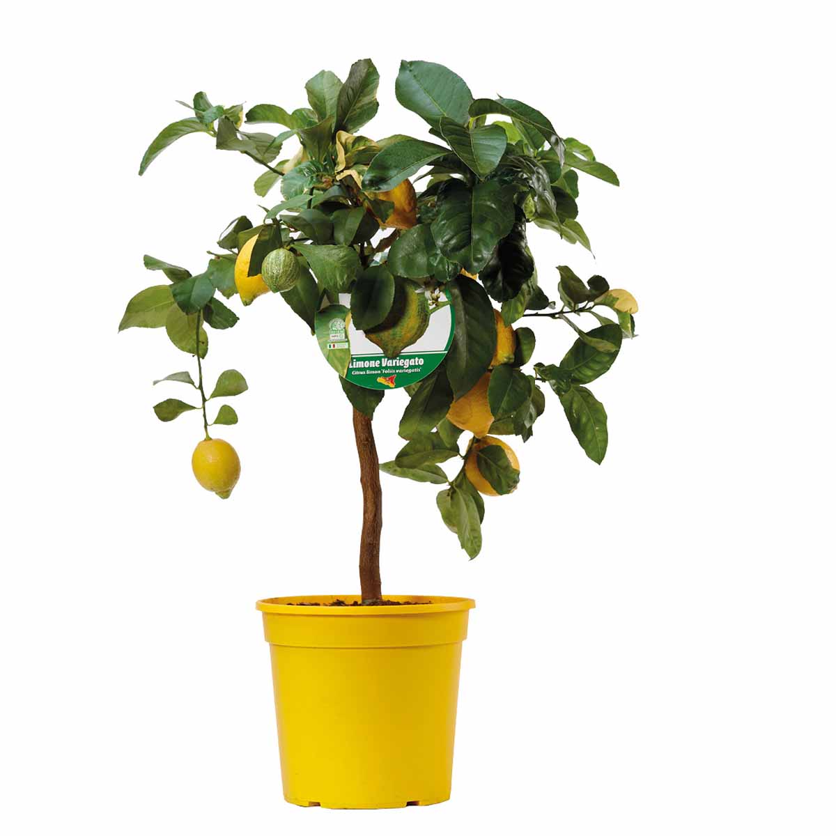 Limone Variegato