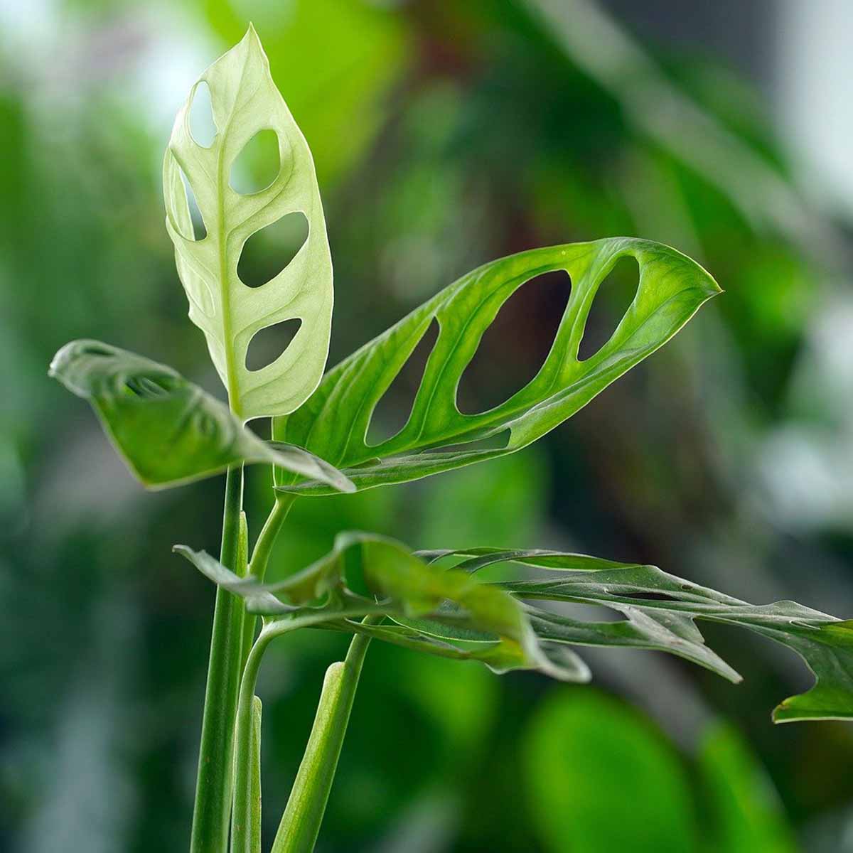 Monstera Obliqua con tutore