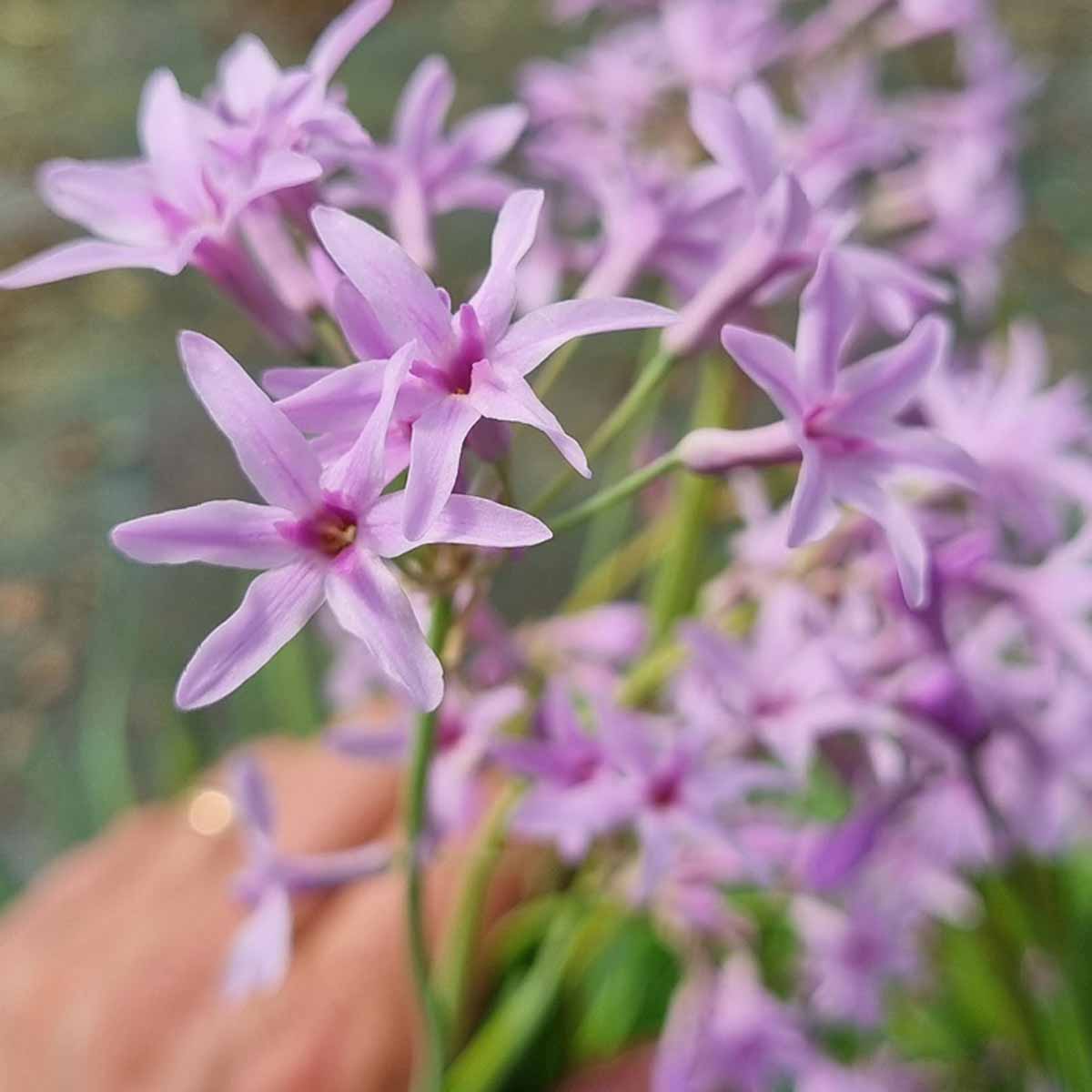 Tulbaghia