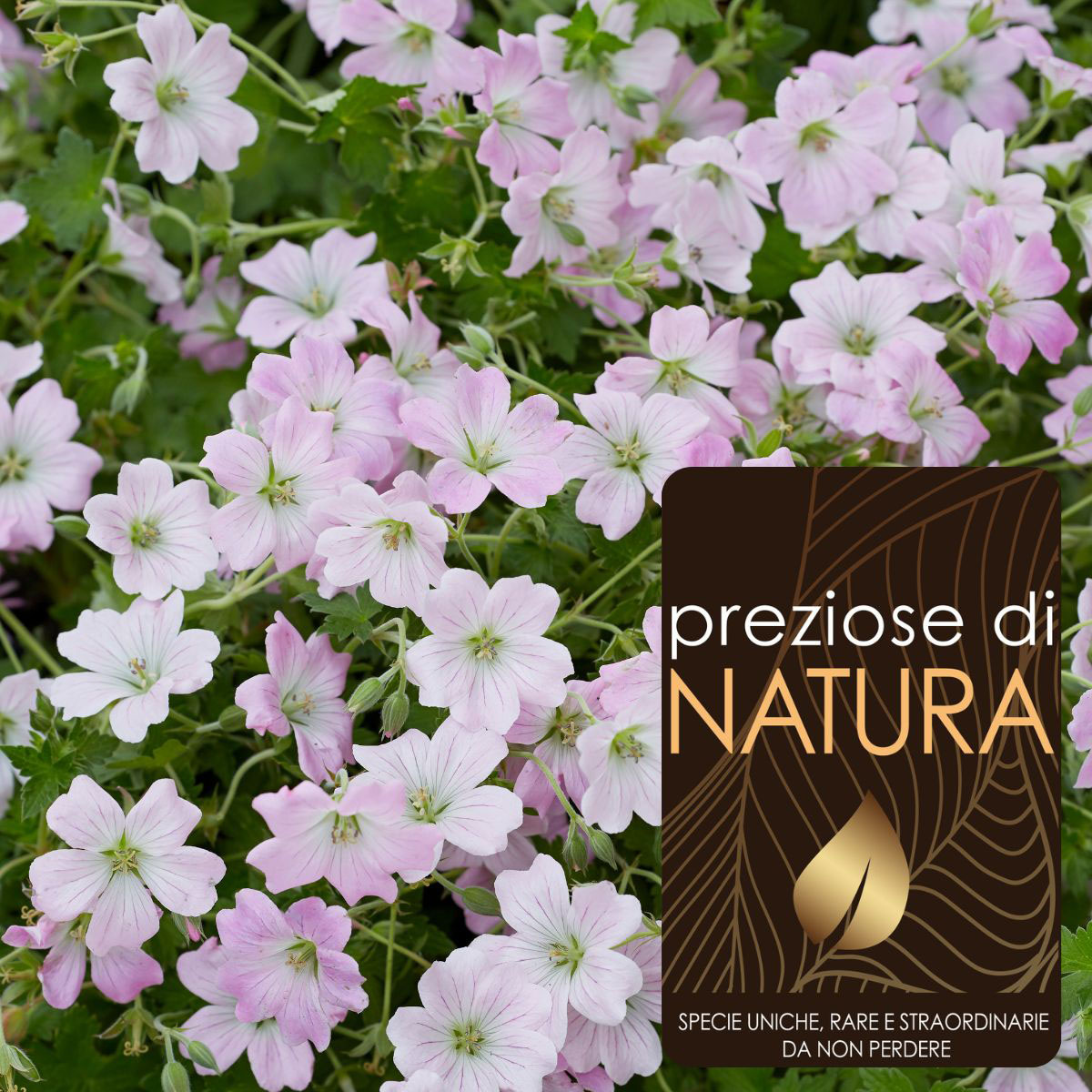 Preziose di Natura – Geranium ‘Dreamland’